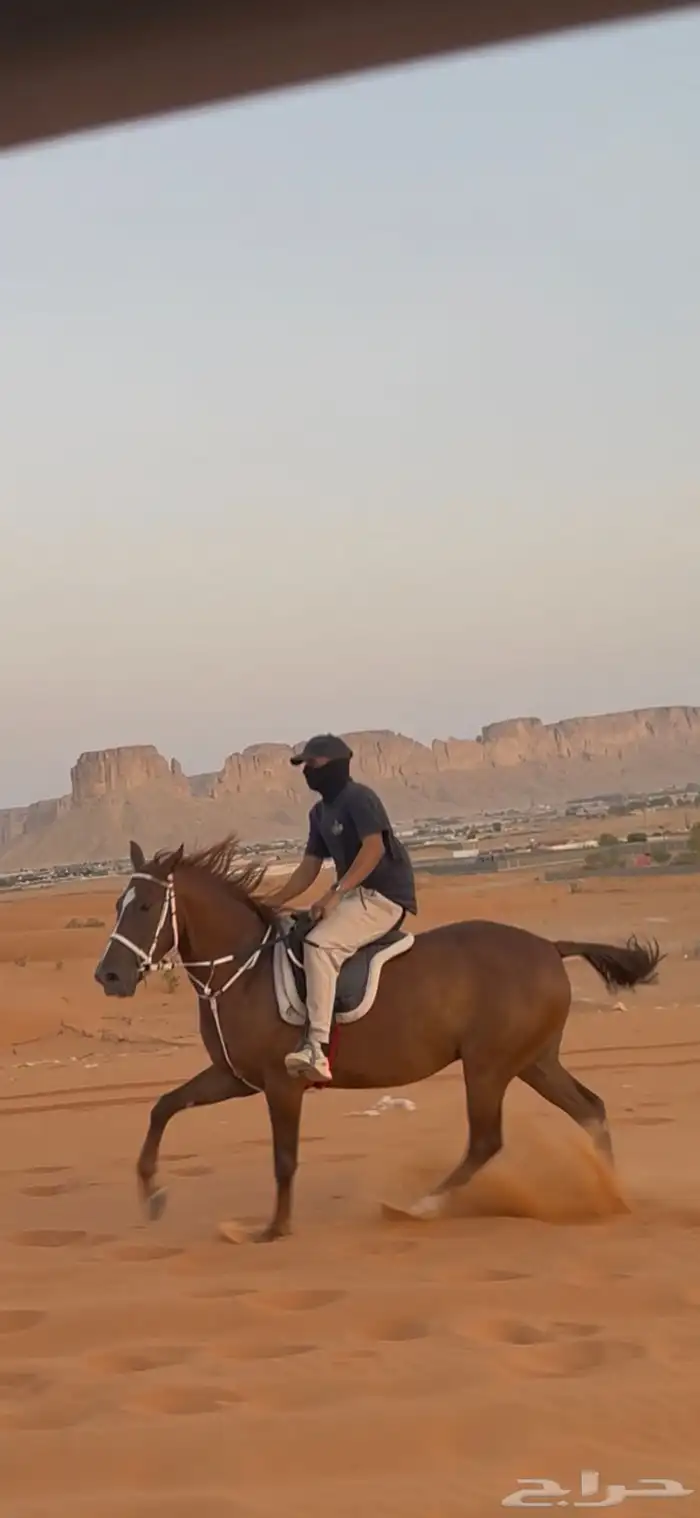 فرس شعبية شيخة 4