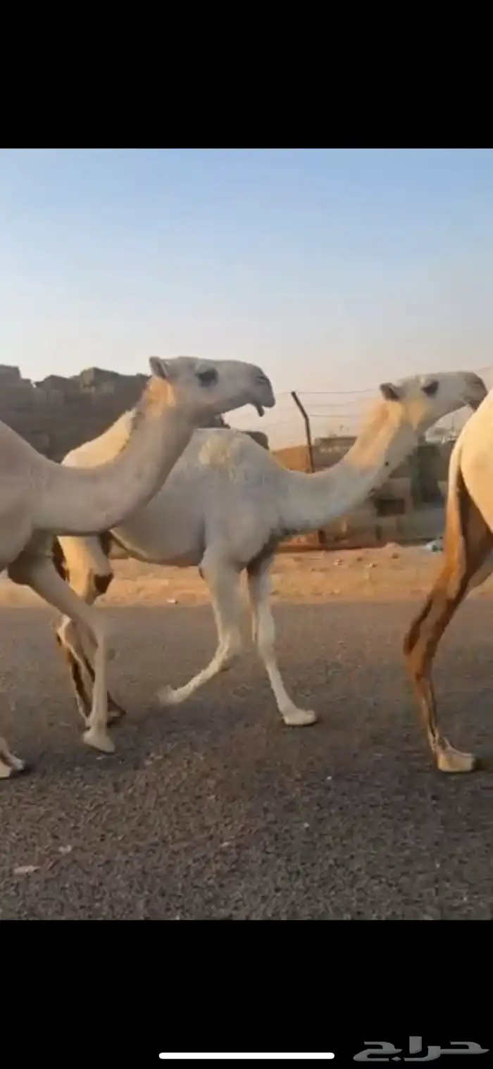 للبيع اربع بكار كفو 0
