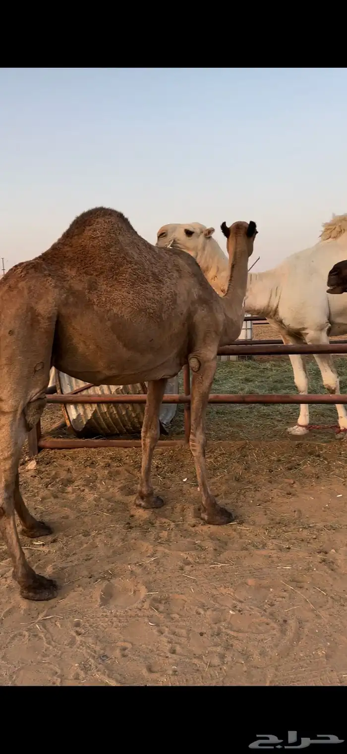 لقحه صفرا طيبه 4
