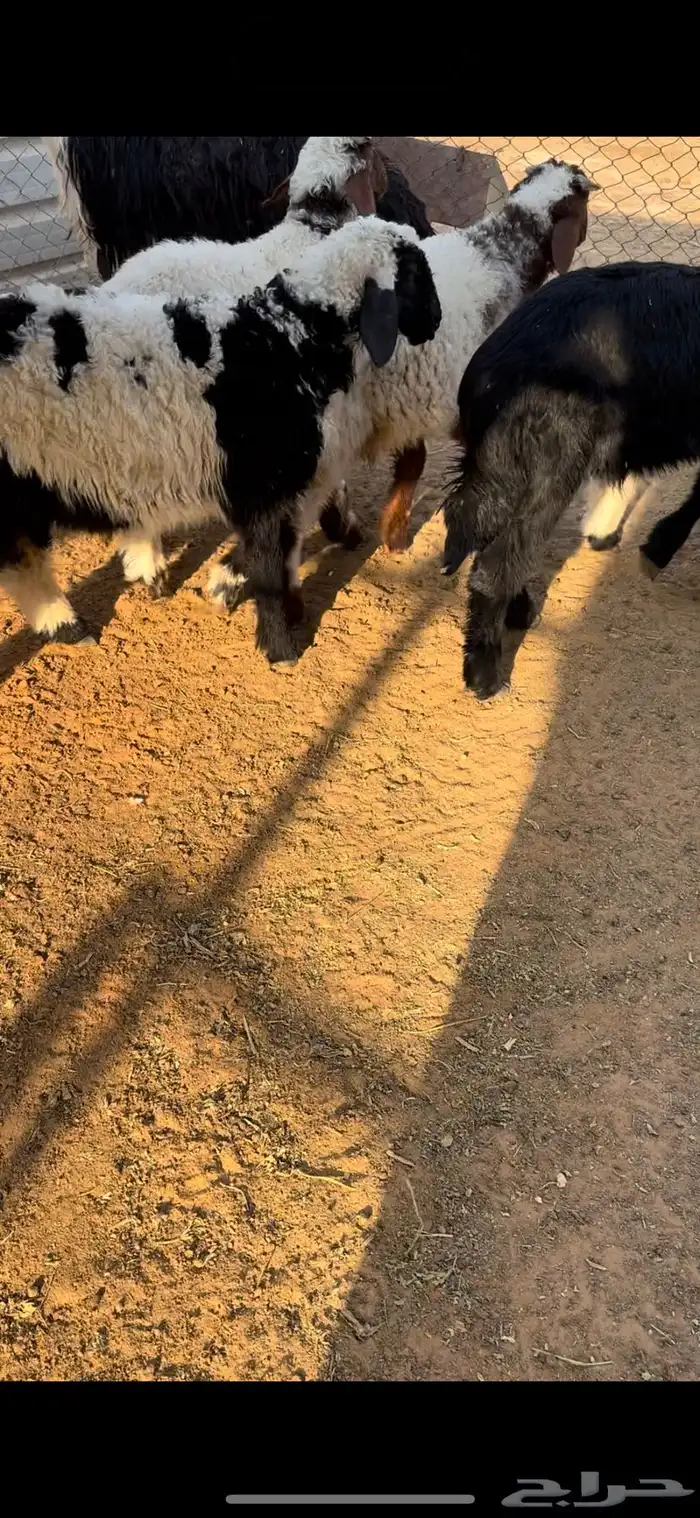 خرفان هرافا نعيم حري 8