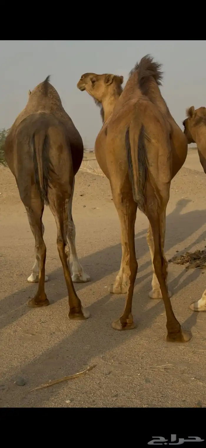 اربع ملاقي للبيع 5