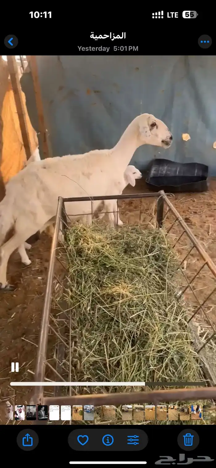 للبيع شاتين تحتها 4 1