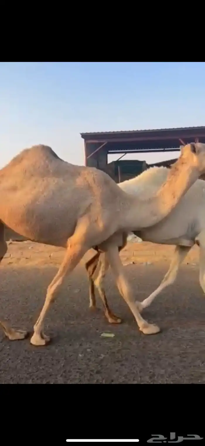 للبيع اربع بكار كفو 7