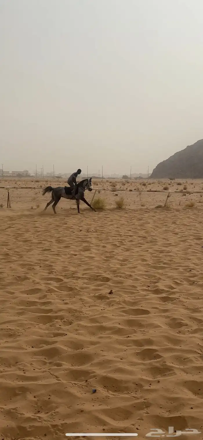 حصان شعبي له مستقبل 5