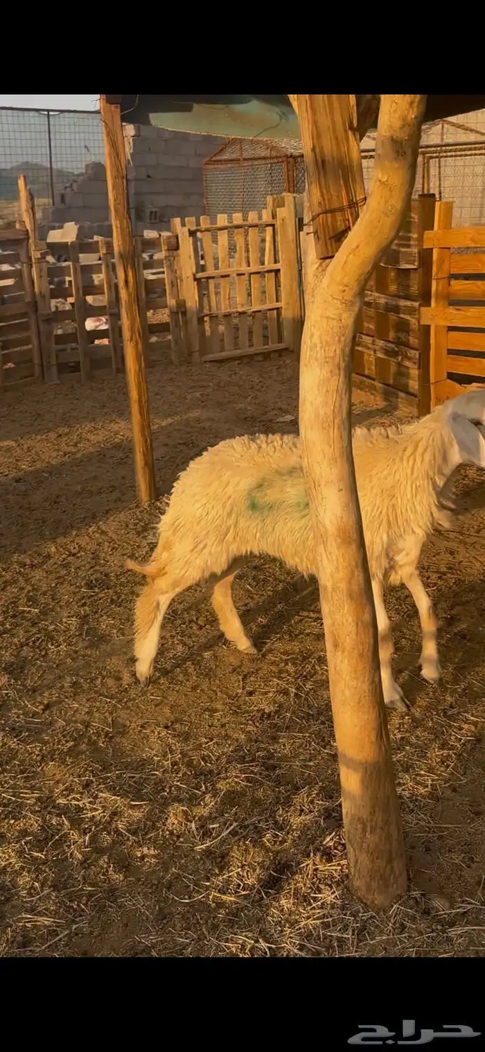 رخل حبص حرشا صنف جذع تم البيع 3