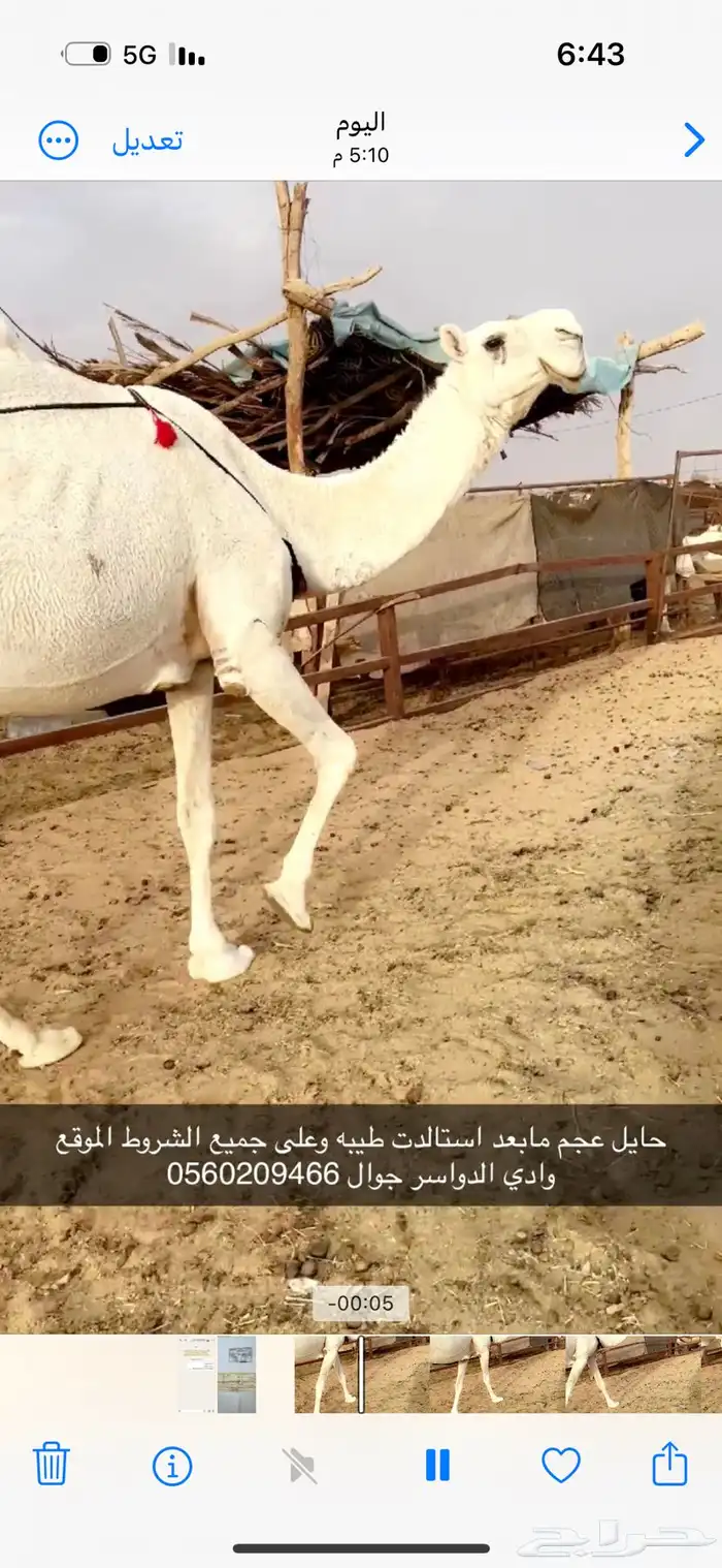 وضحا طيبه عجم 0