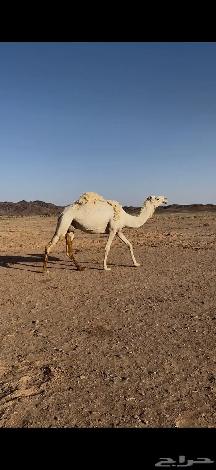 لقحه للبيع 6