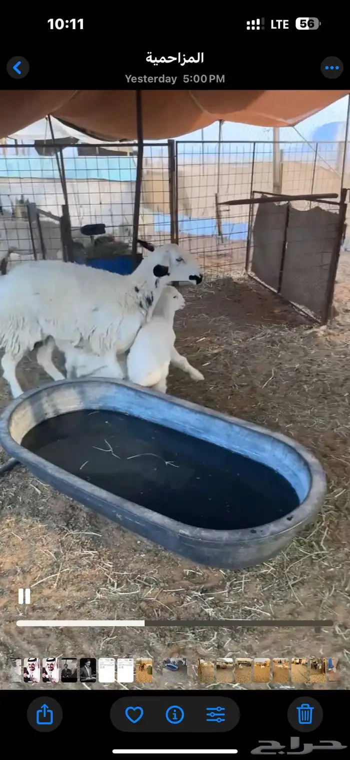 للبيع شاتين تحتها 4 4