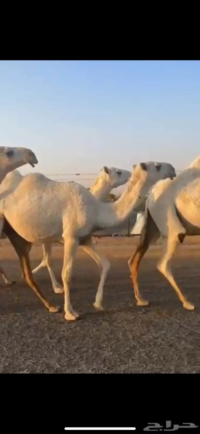 للبيع اربع بكار كفو 5