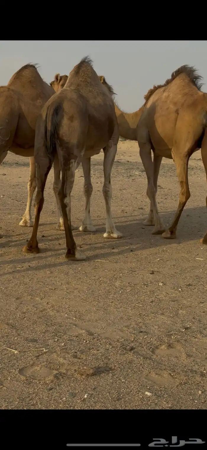 اربع ملاقي للبيع 3