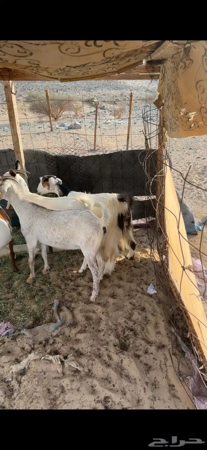 معزا بيشيات مضاريع صغار سن 1