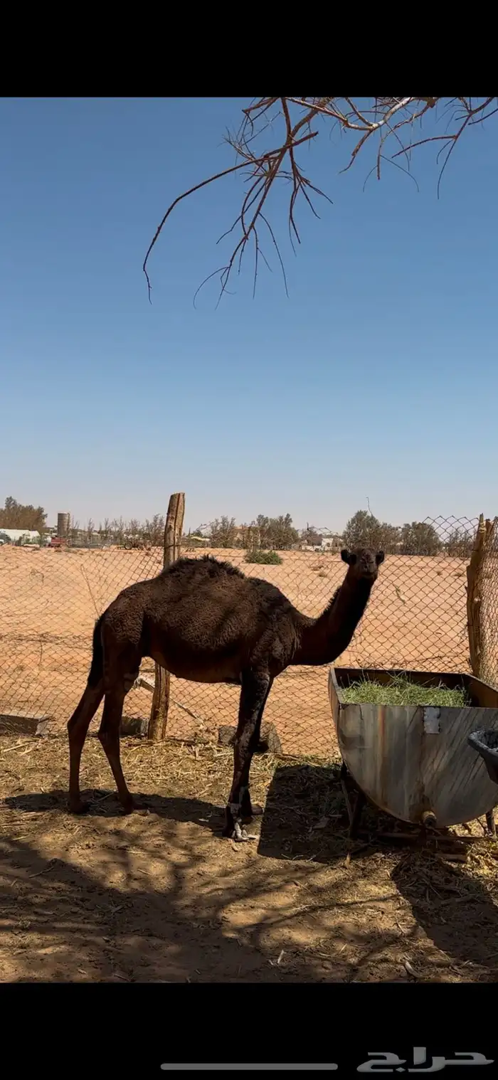 قعود مفرود طيببب 0