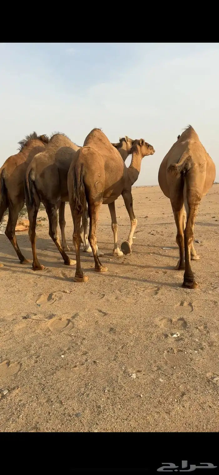 اربع ملاقي للبيع 7
