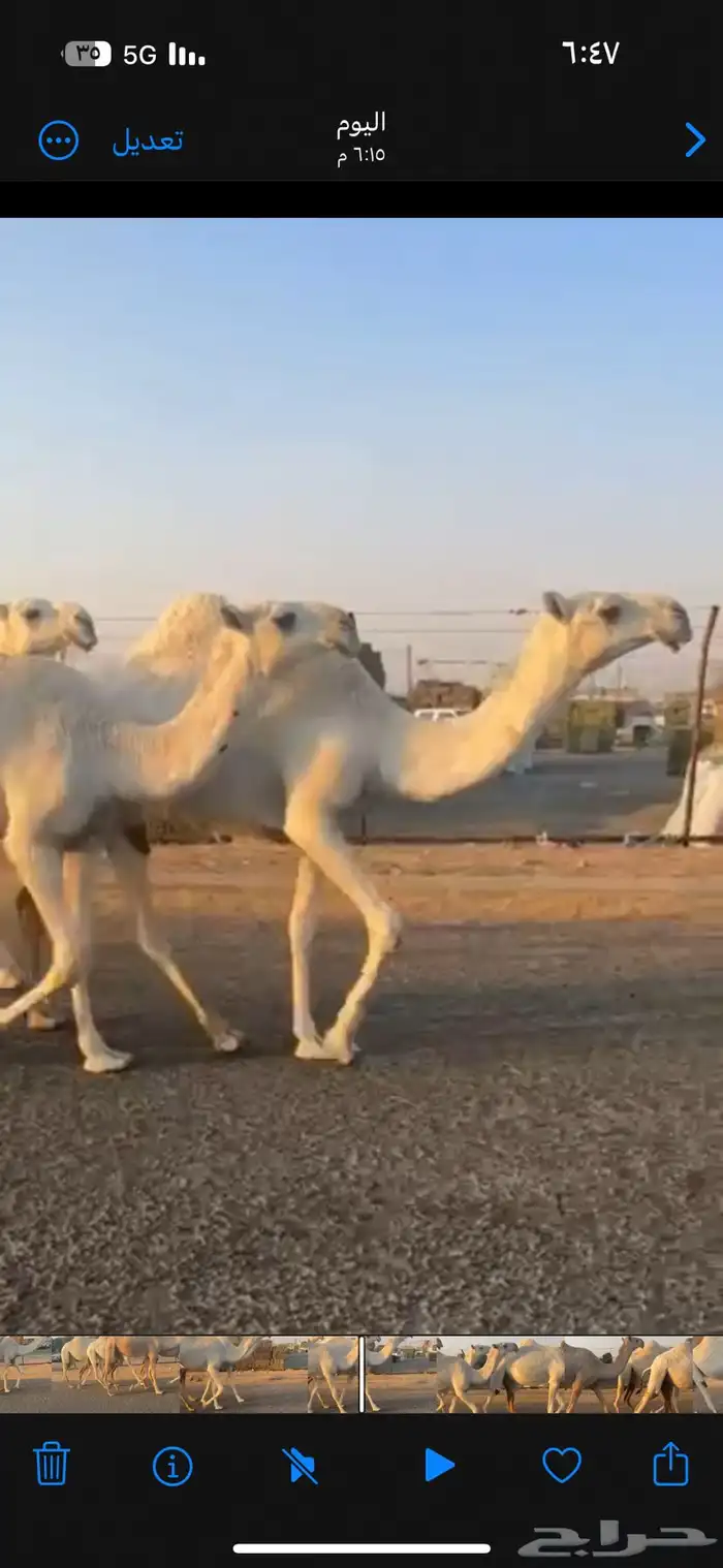 للبيع اربع بكار كفو 4
