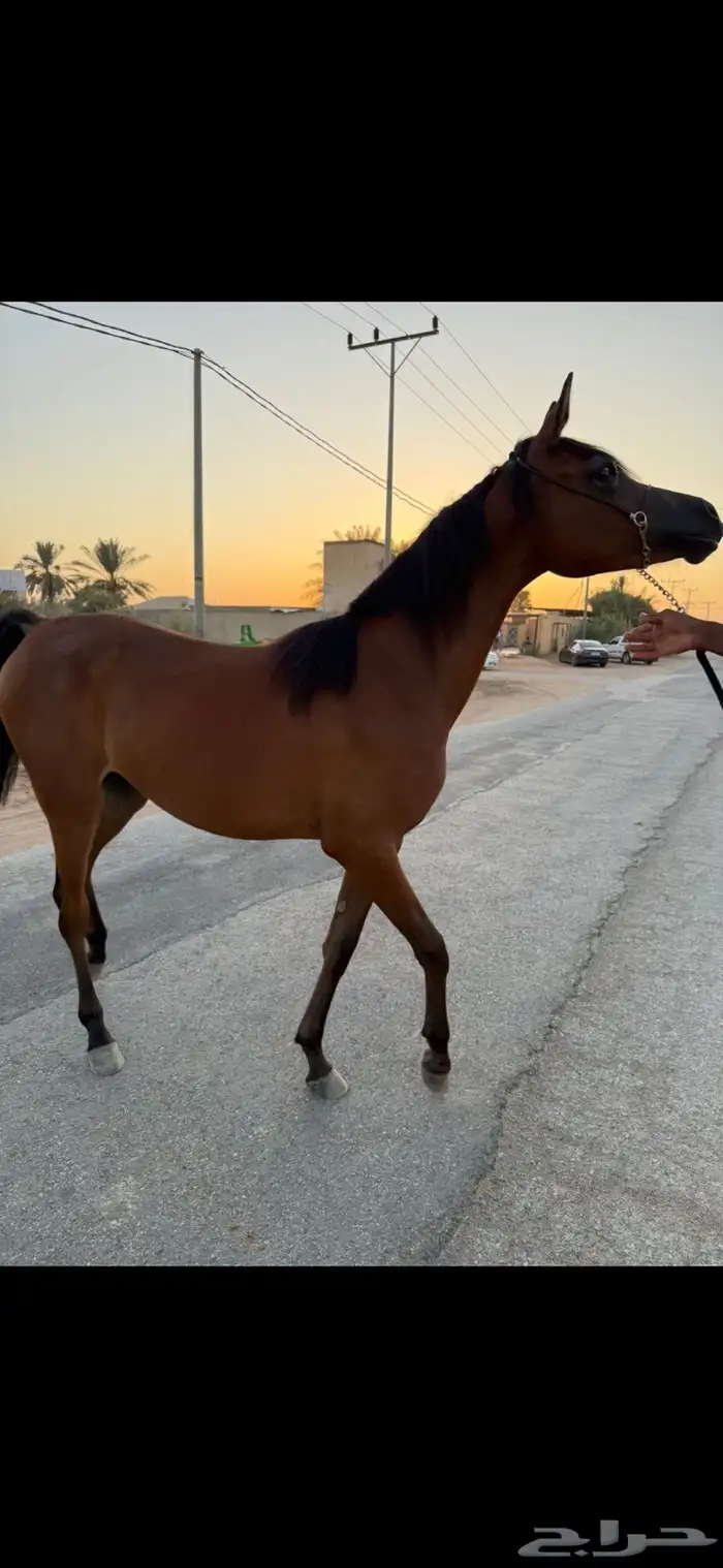مهرة حفيدة البطل العالمي إس ايه مجك ون 5