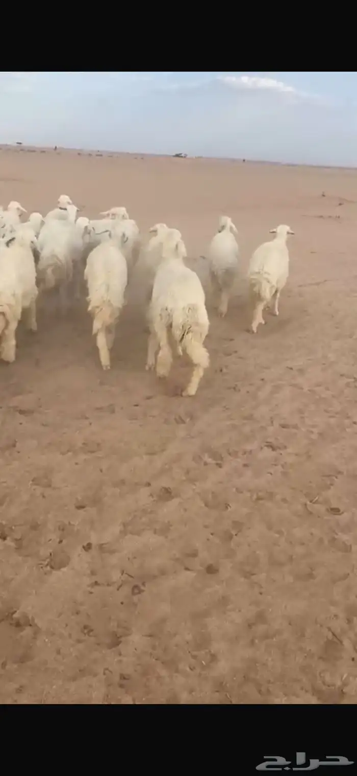 جذعات طيبات العدد 23 بفحلهن 0