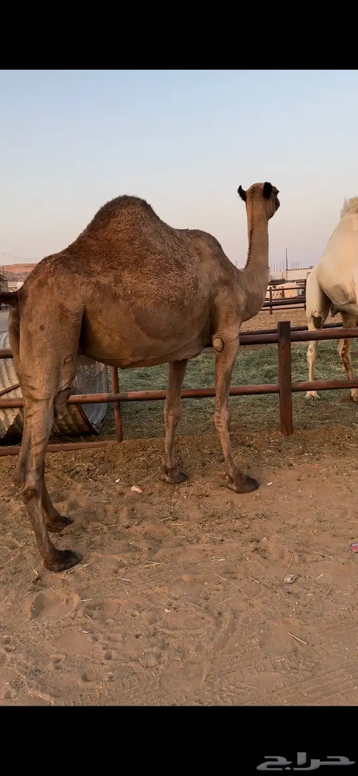 لقحه صفرا طيبه 7