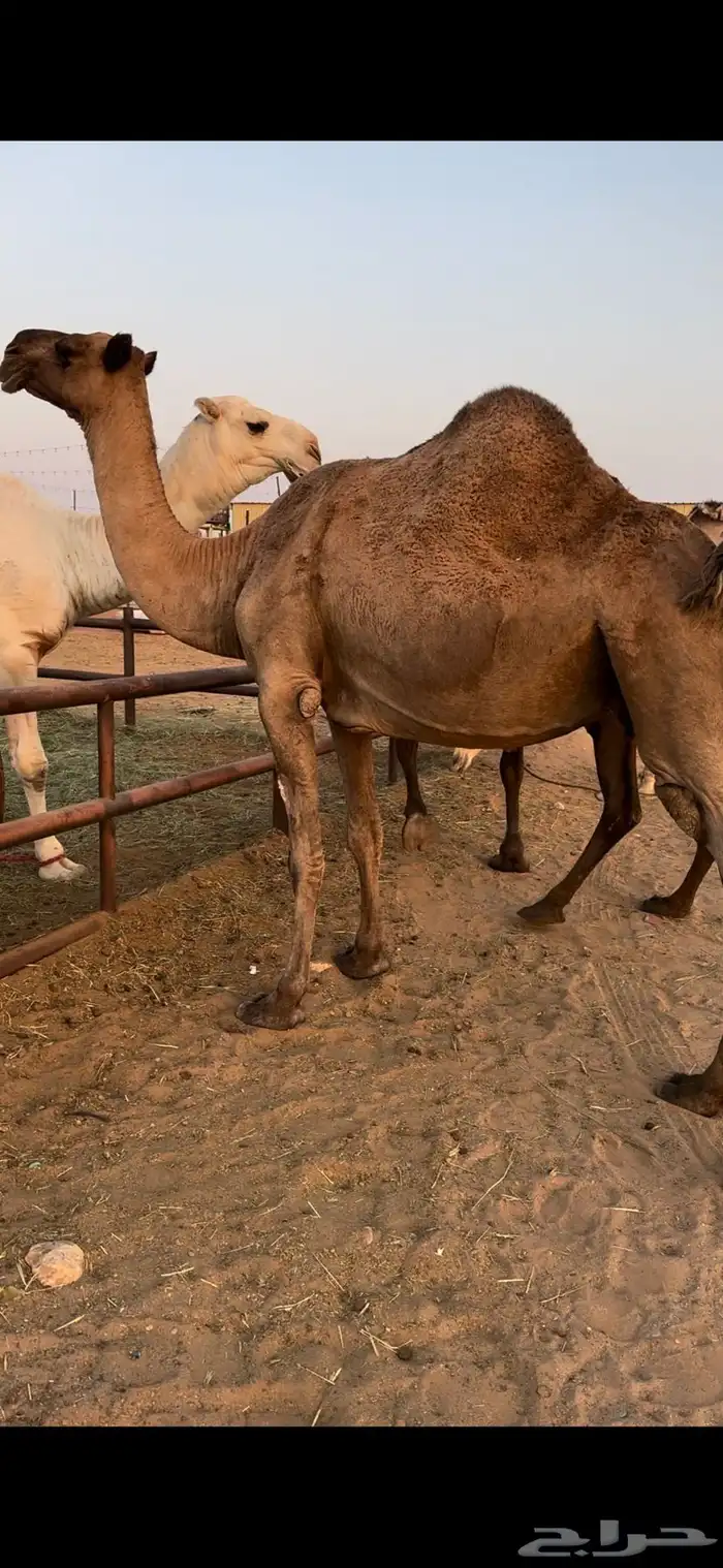 لقحه صفرا طيبه 0