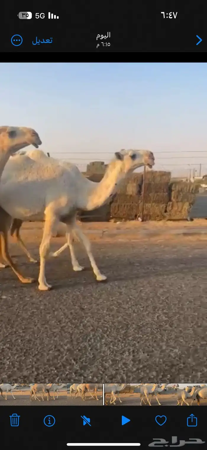 للبيع اربع بكار كفو 2
