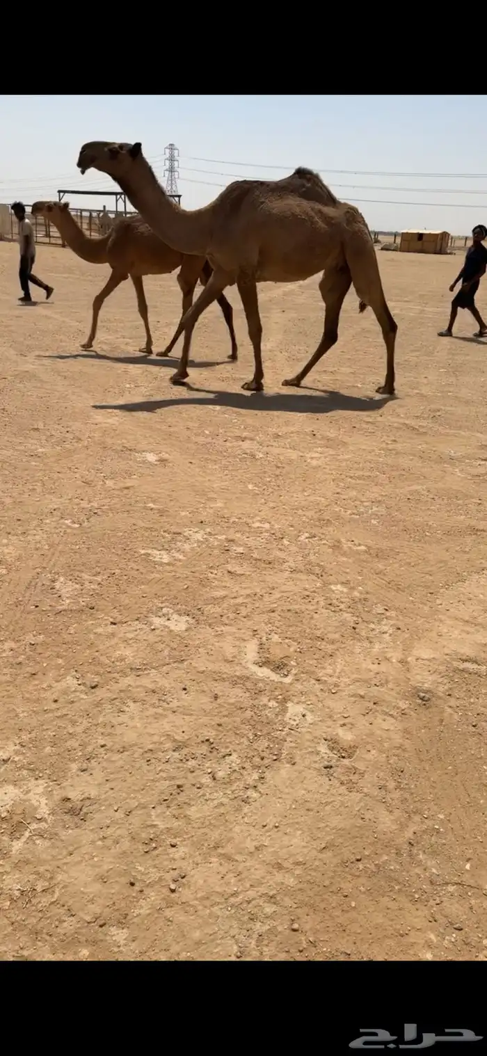 عشرا بكر كفو 0