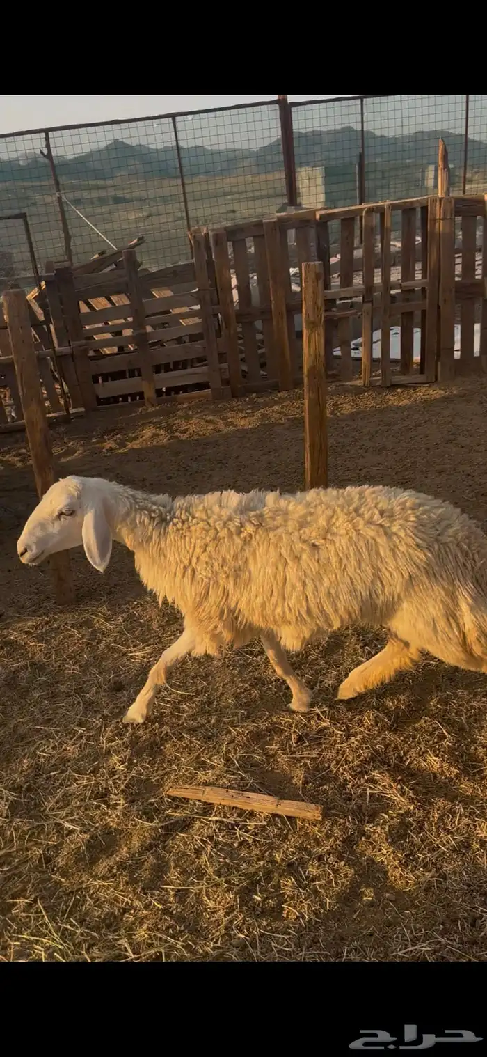 رخل حبص حرشا صنف جذع تم البيع 1