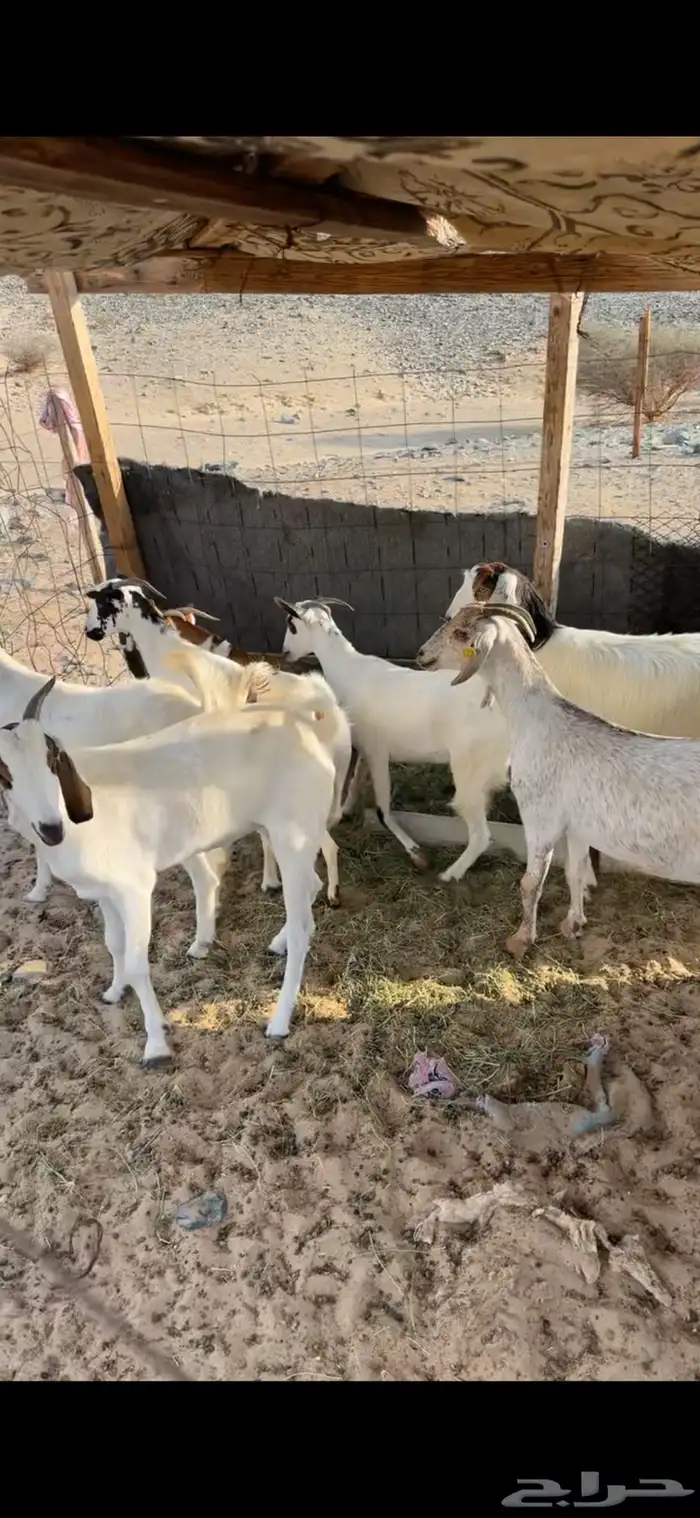 معزا بيشيات مضاريع صغار سن 3