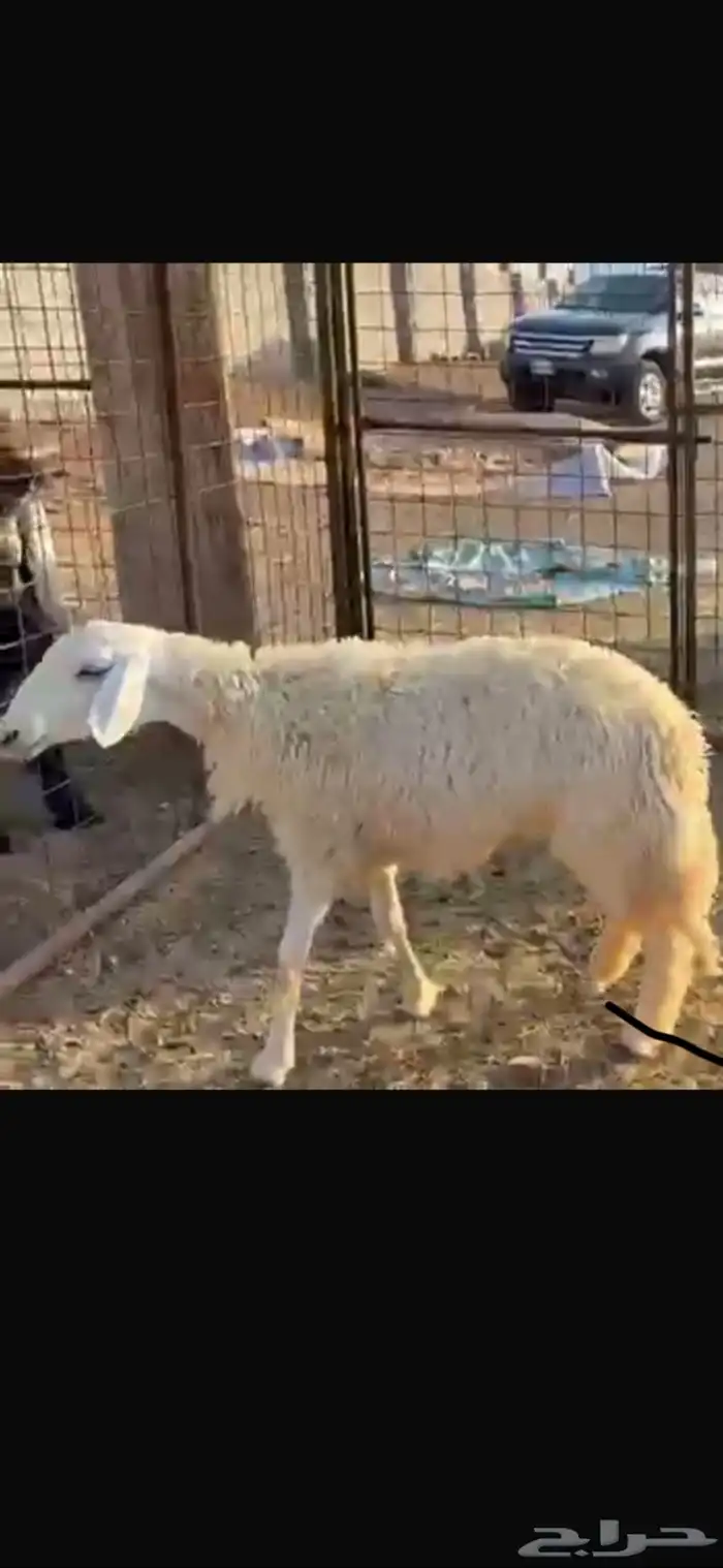 رخل حبص حرشا صنف جذع تم البيع 0