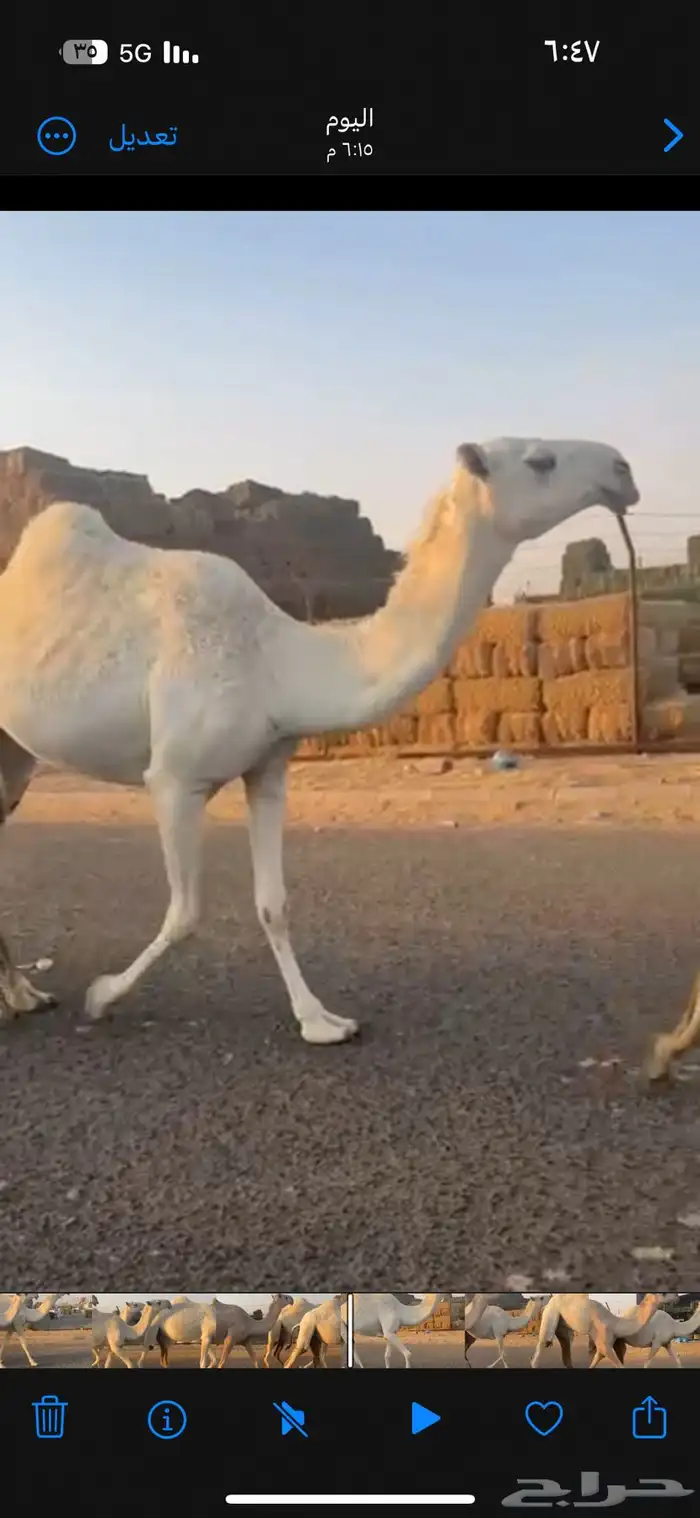 للبيع اربع بكار كفو 6