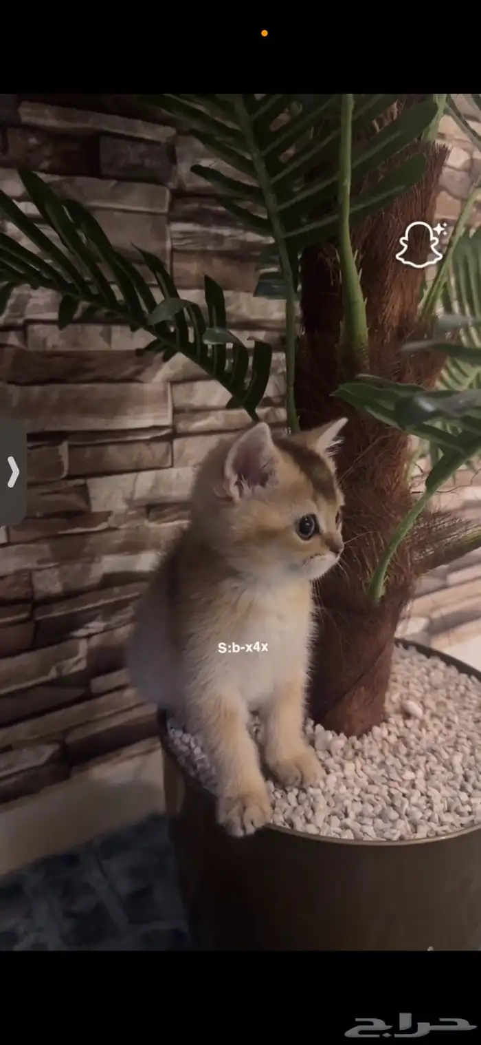 قط سكوتش فولد بريتش 0