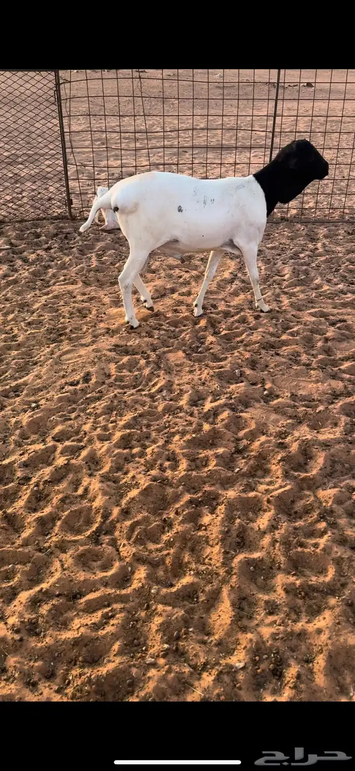 برابر مرابي فاخره 1