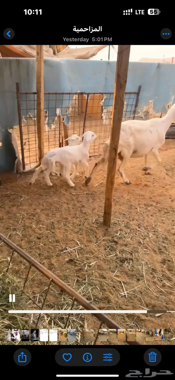 للبيع شاتين تحتها 4 2