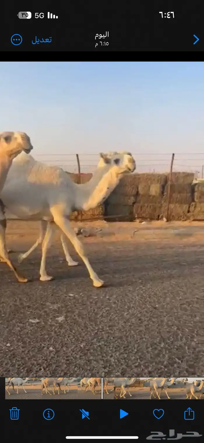 للبيع اربع بكار كفو 3