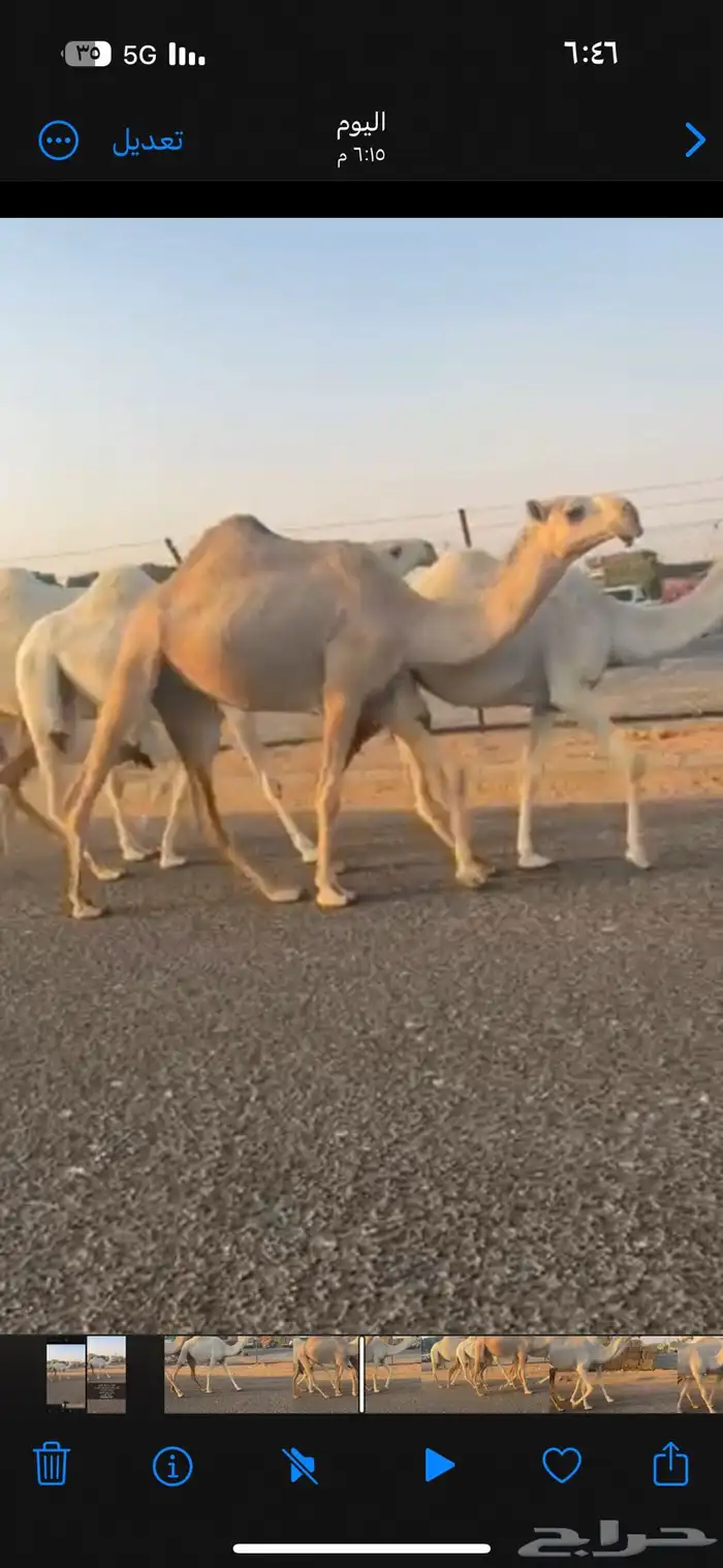 للبيع اربع بكار كفو 1