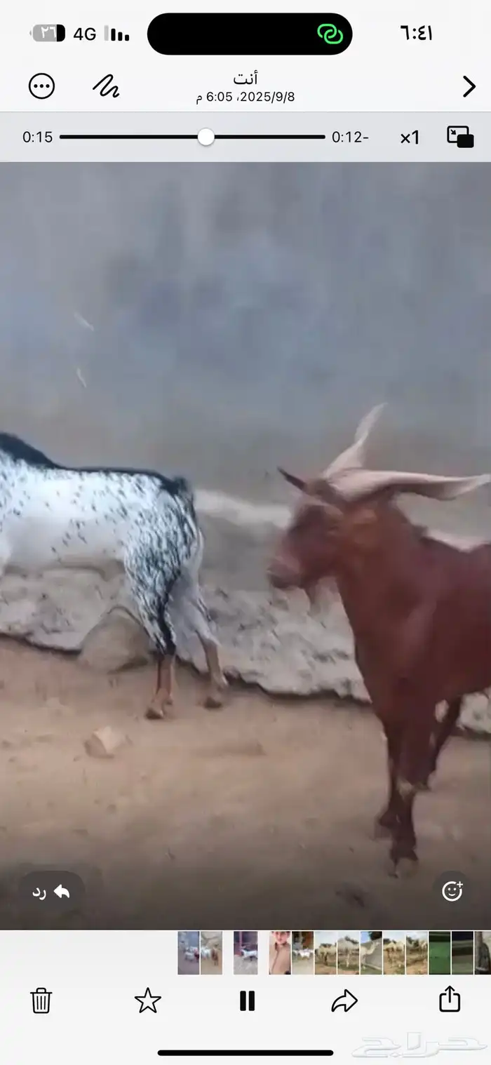 تيوس فحول كفو 2