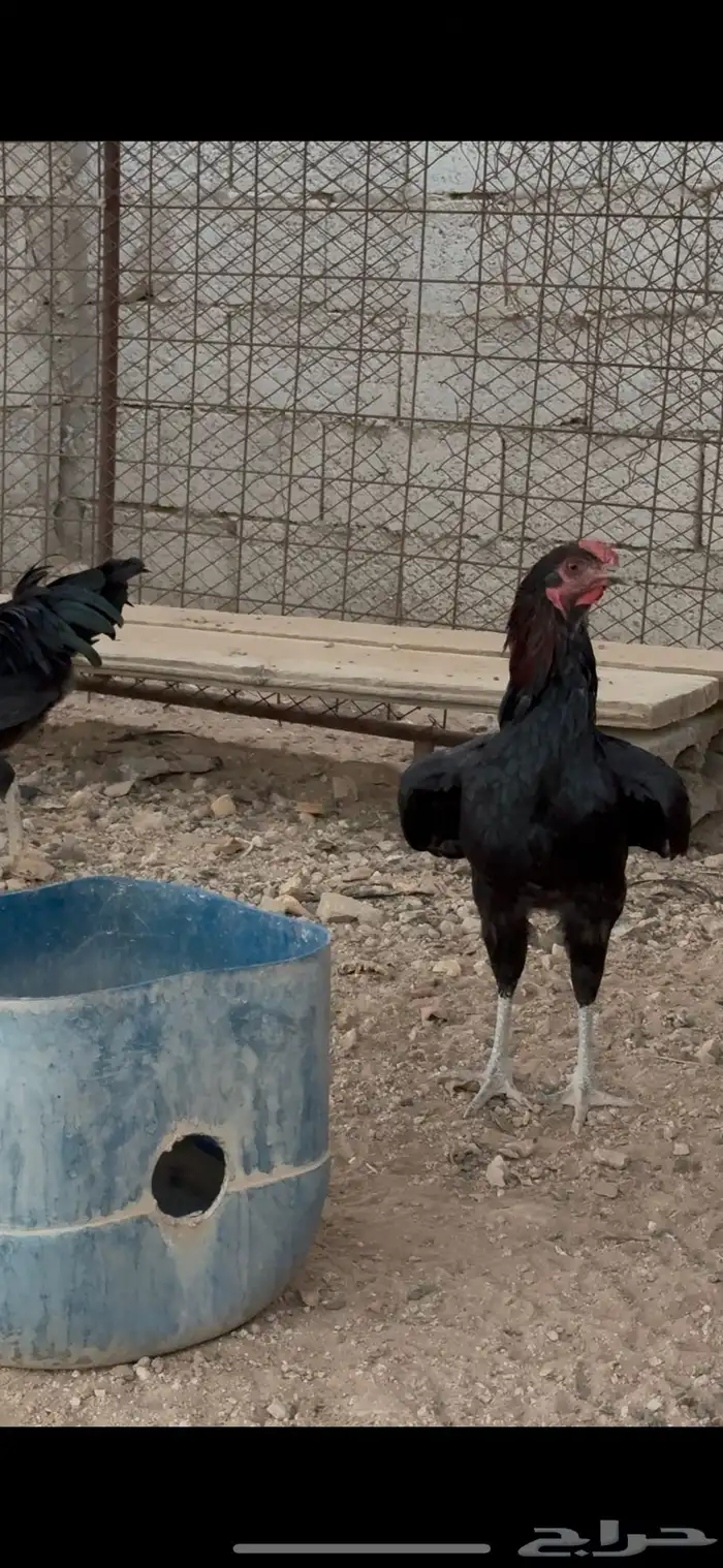 دجاج وديكه باكستاني 2