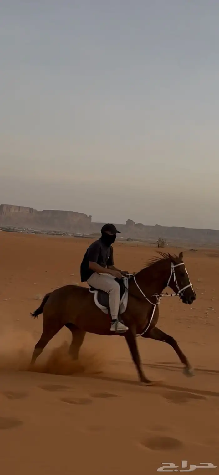 فرس شعبية شيخة 1