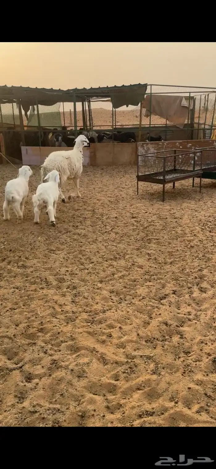 للبيع شاتين تحتها 4 3