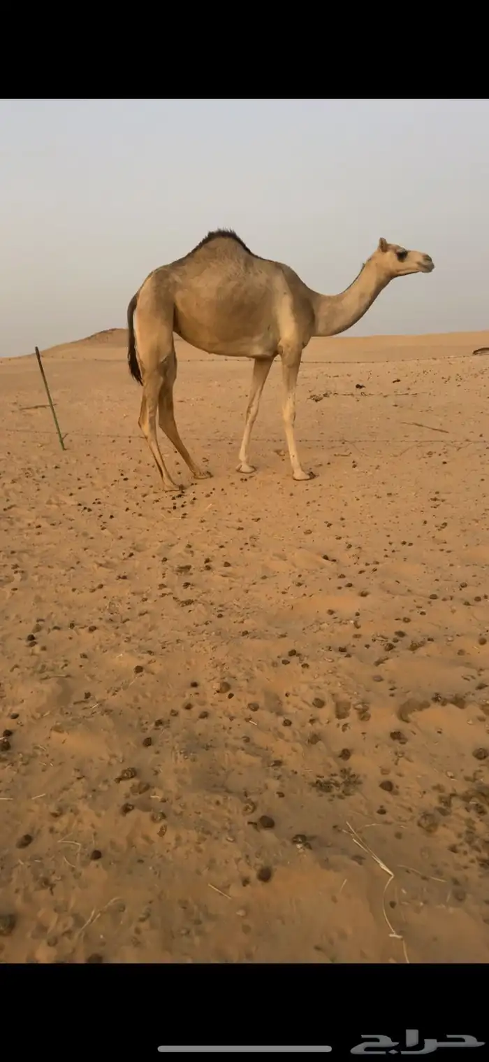 جذعه لقحه 0