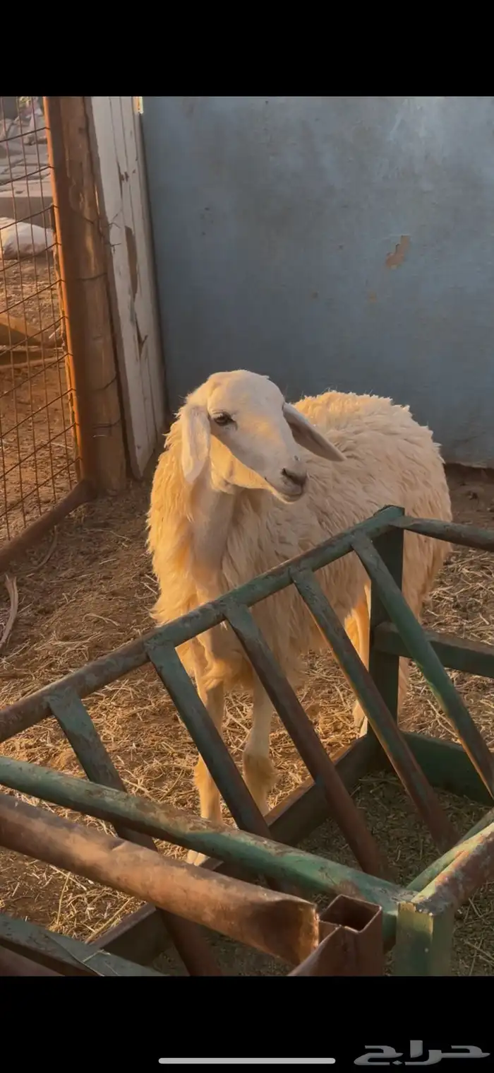 رخل حبص حرشا صنف جذع تم البيع 2