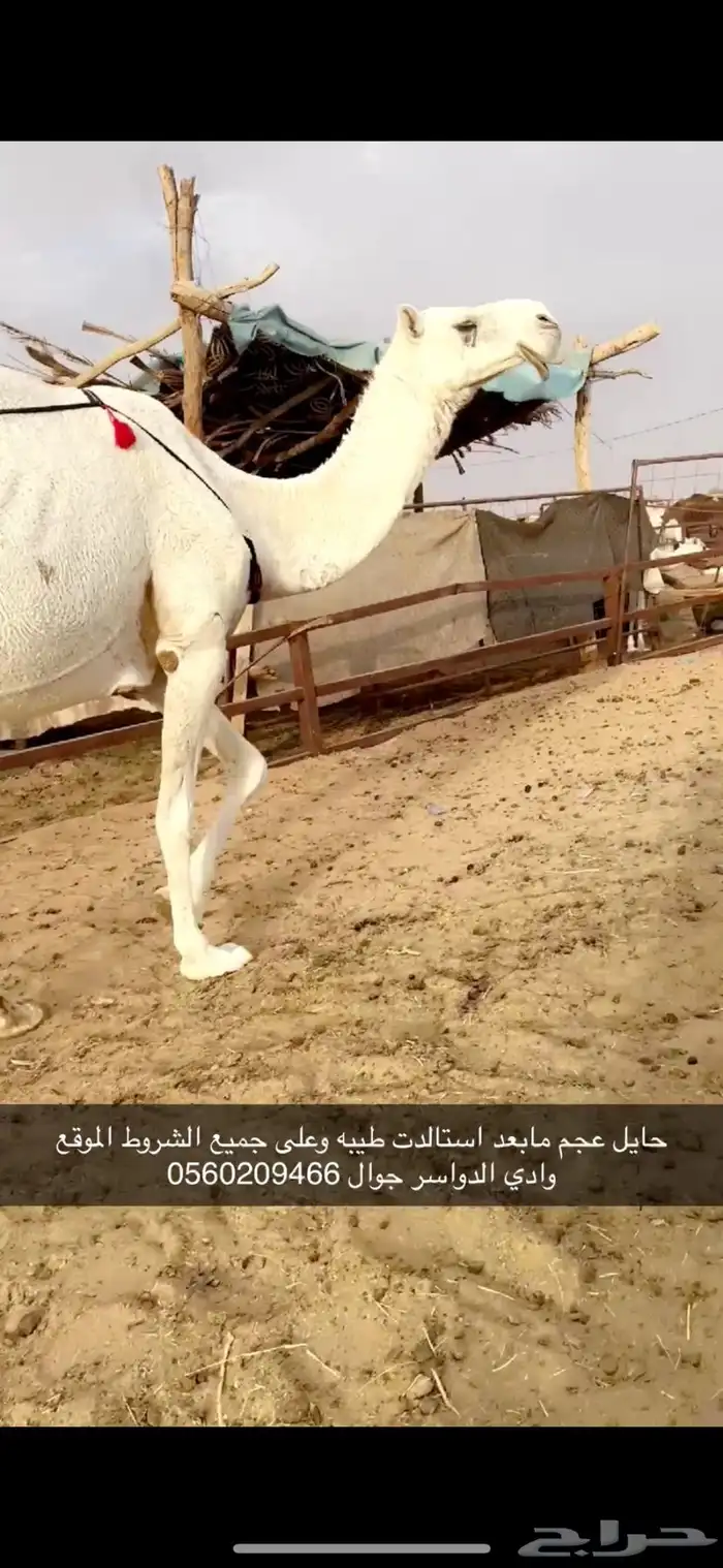 وضحا طيبه عجم 1