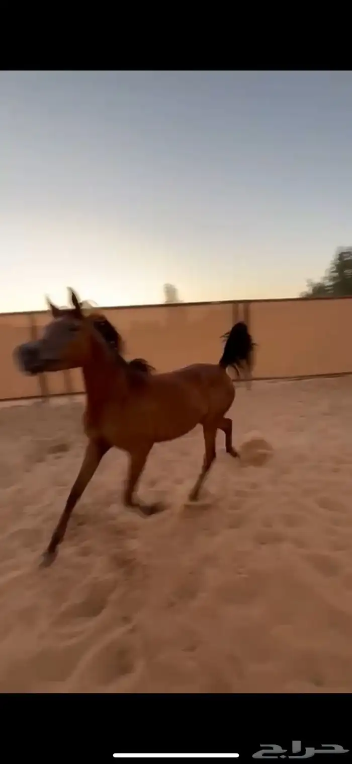 مهرة حفيدة البطل العالمي إس ايه مجك ون 2
