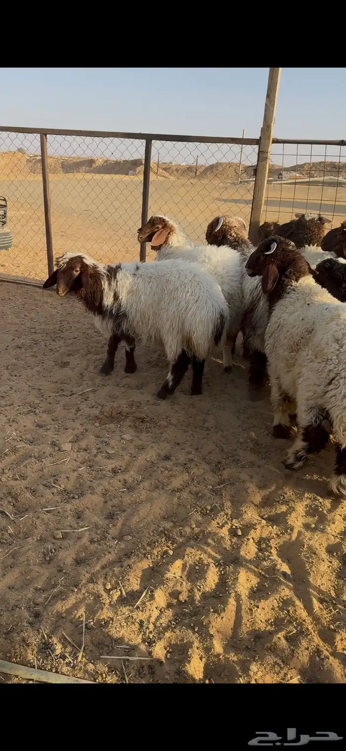 ذبايح نعيم 0