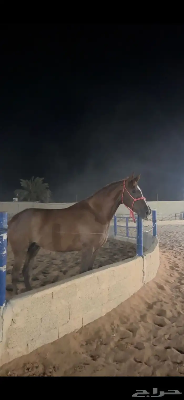 فرس شعبية شيخة 9