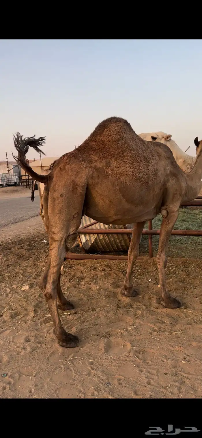لقحه صفرا طيبه 5