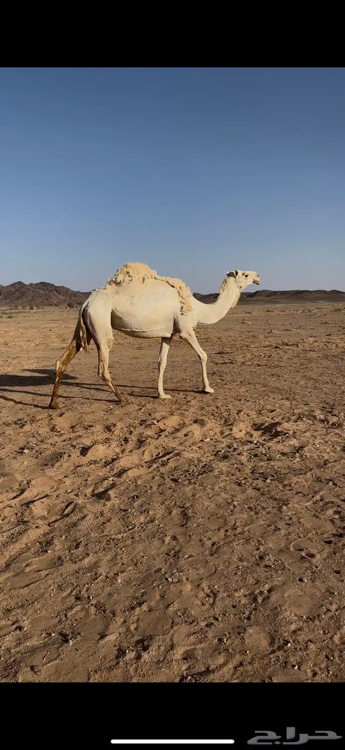 لقحه للبيع 3