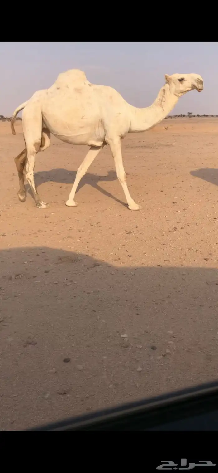بكره لقحه عل تمامي مزاين (( تم البيع )) 0