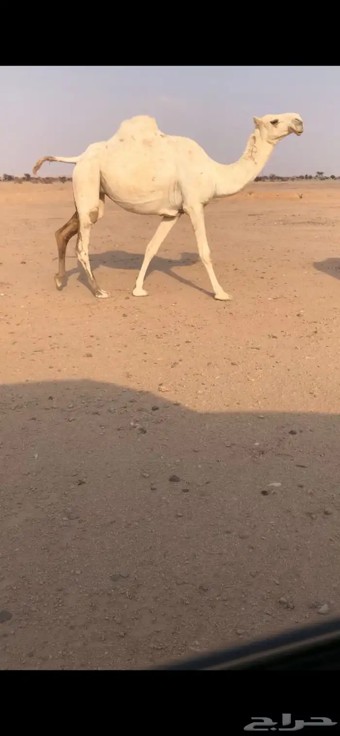بكره لقحه عل تمامي مزاين (( تم البيع )) 1