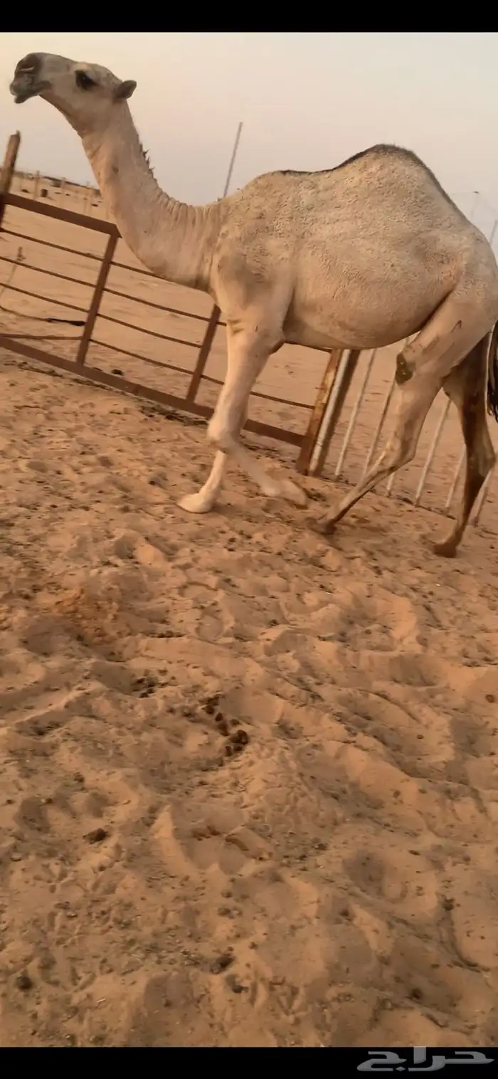بكره شقحا لقيه باتليه 1