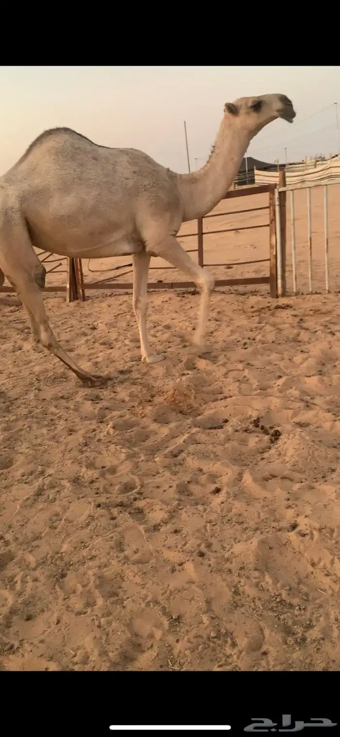 بكره شقحا لقيه باتليه 3