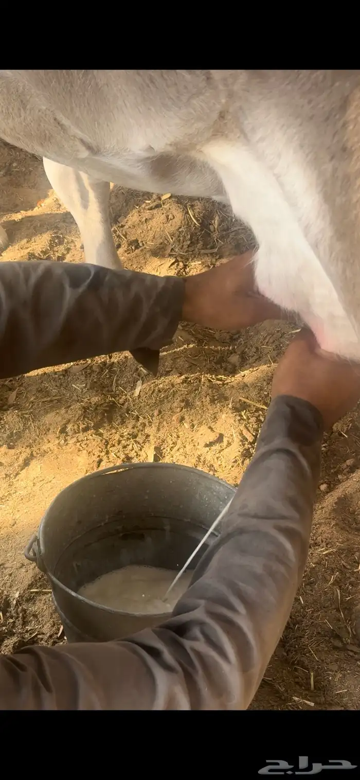 بقره المانيه 2